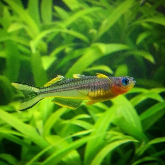 Pseudomugil Furcatus - Vorkstaart Regenboogvis