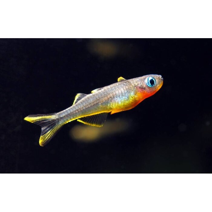 Pseudomugil Furcatus - Vorkstaart Regenboogvis