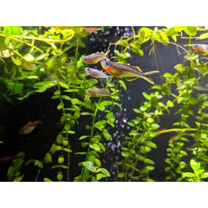 Pseudomugil Furcatus - Vorkstaart Regenboogvis