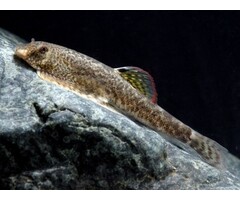 Pseudogastromyzon Myersi - Gastromyzon Red Fin