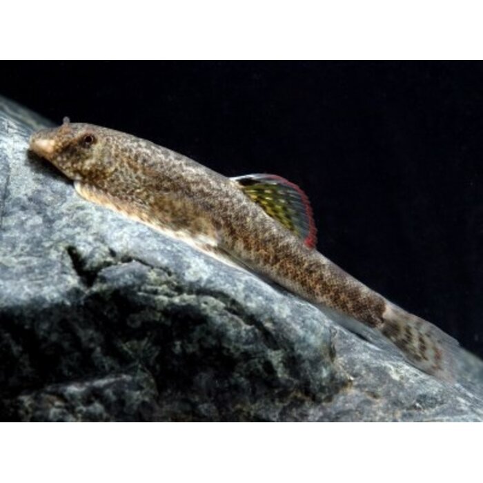 Pseudogastromyzon Myersi - Gastromyzon Red Fin