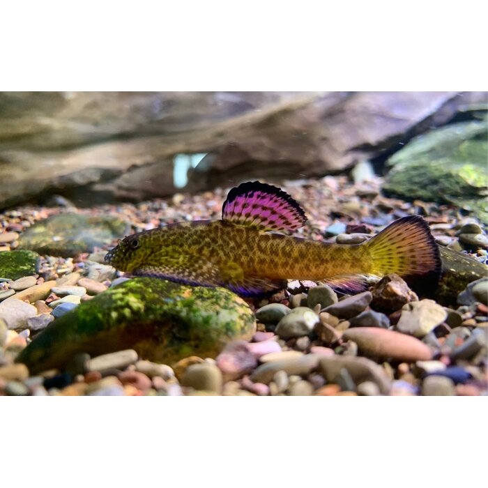 Pseudogastromyzon Laticeps - Gastromyzon Purple Fin