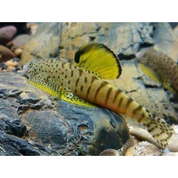 Pseudogastromyzon Fangi - Gastromyzon Yellow Fin
