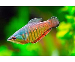 Sphaerichthys Vaillanti - Samurai Gourami