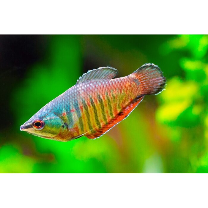 Sphaerichthys Vaillanti - Samurai Gourami