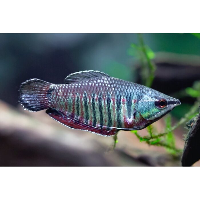Sphaerichthys Vaillanti - Samurai Gourami