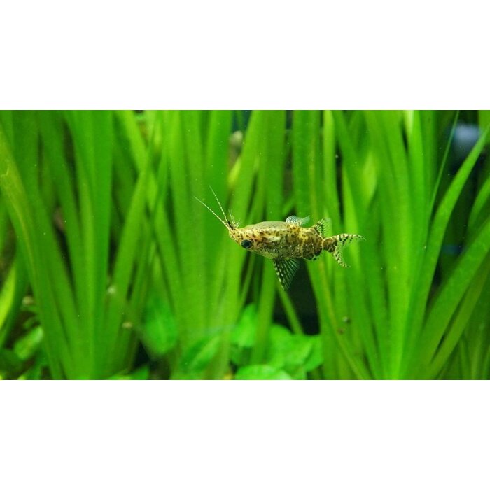 Synodontis Nigriventris - Rugzwemmer