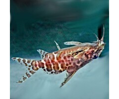 Synodontis Nigriventris - Rugzwemmer