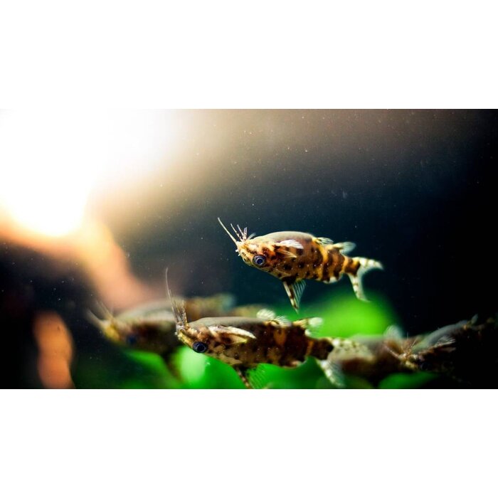 Synodontis Nigriventris - Rugzwemmer