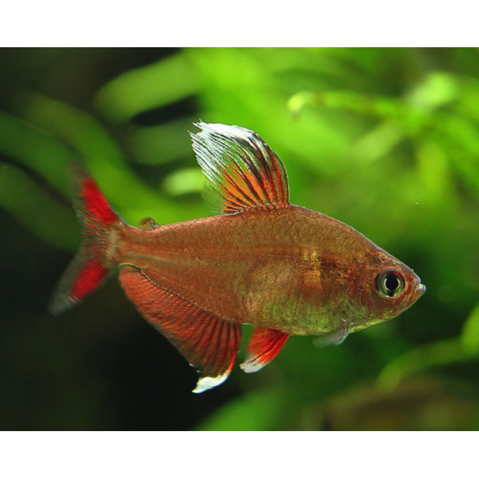 Hyphessobrycon Bentosi Rosaceus - Roze Tetra
