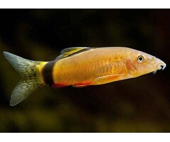 Botia Horae - Rugstreepbotia