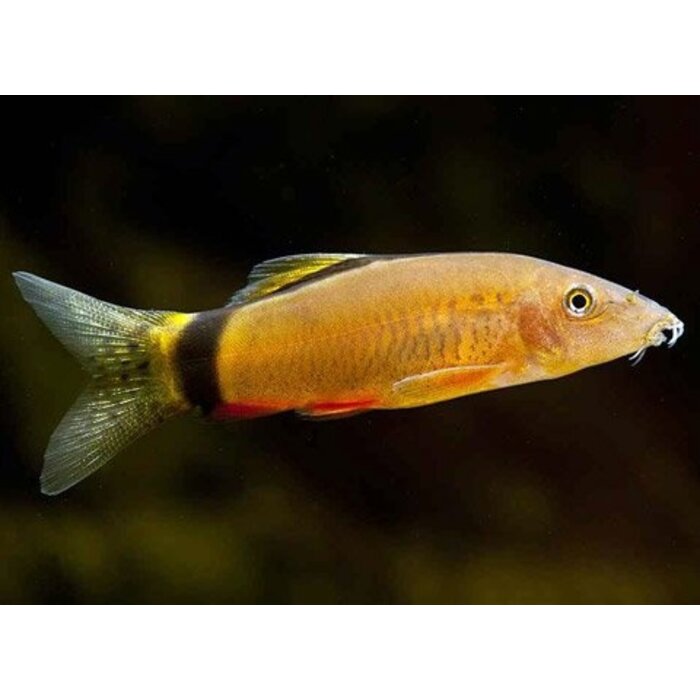 Botia Horae - Rugstreepbotia