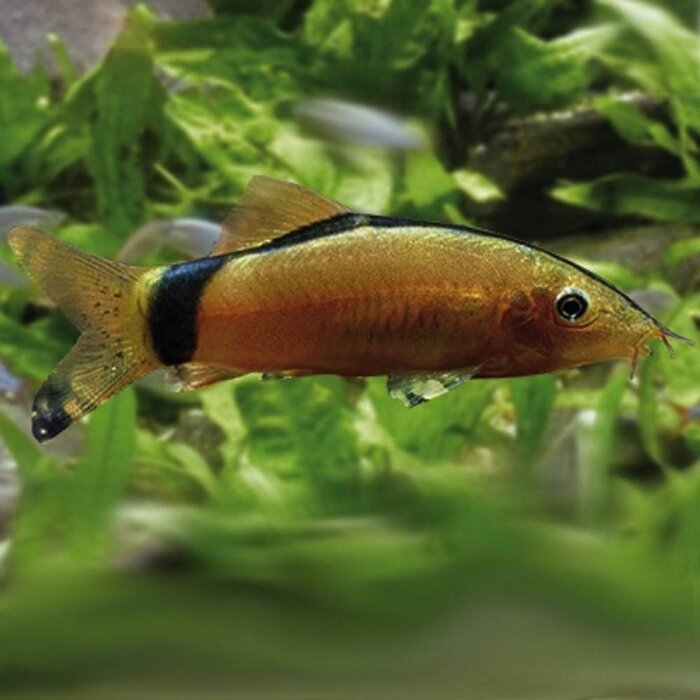 Botia Horae - Rugstreepbotia