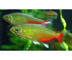 Aphyocharax Rathbuni - Roodvinzalm