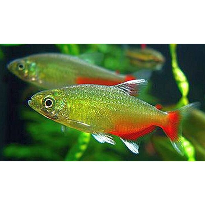 Aphyocharax Rathbuni - Roodvinzalm