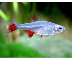 Aphyocharax Anisitsi - Roodvinzalm