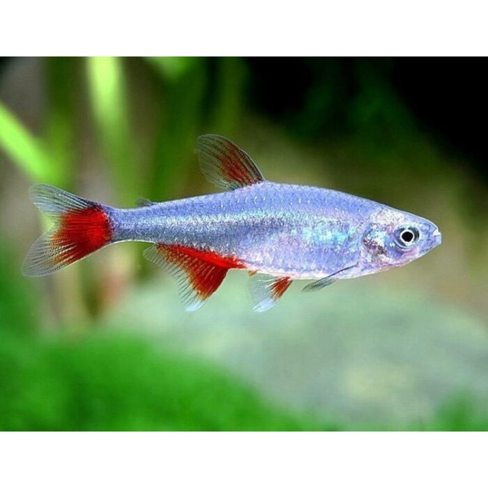 Aphyocharax Anisitsi - Roodvinzalm