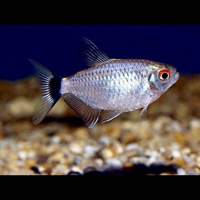 Moenkhausia Sanctaefilomenae - Roodoogzalm / Geelband Tetra