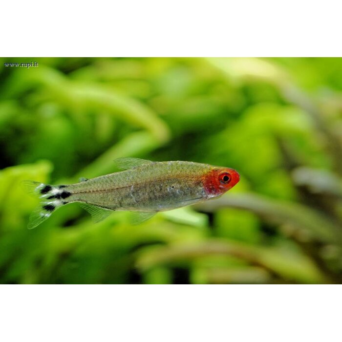 Petitella Georgia - Roodkopzalm