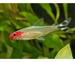 Petitella Georgia - Roodkopzalm