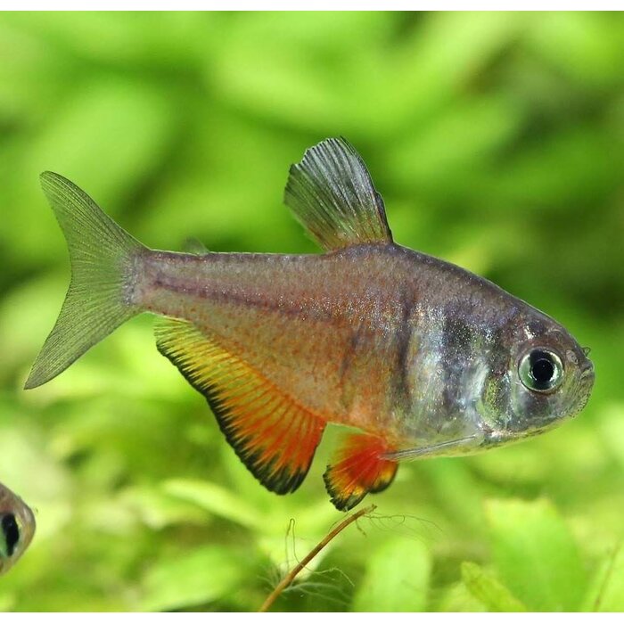 Hyphessobrycon Flammeus - Rode Rio