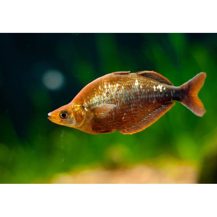 Glossolepis Incisus - Rode Regenboogvis