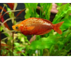 Glossolepis Incisus - Rode Regenboogvis