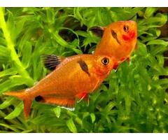 Hyphessobrycon Callistus - Rode Minor