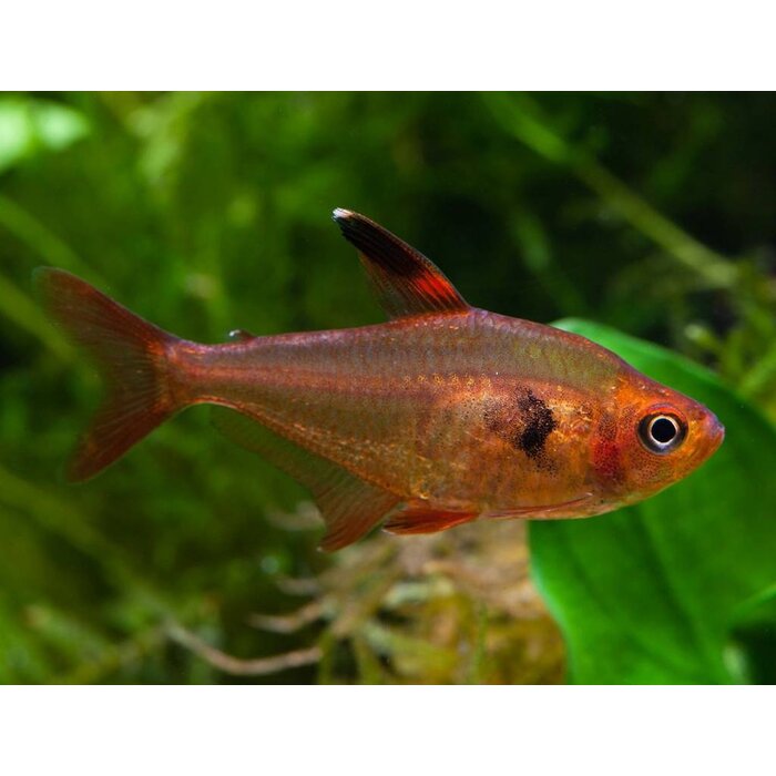 Megalamphodus Sweglesi - Rode Fantoomzalm