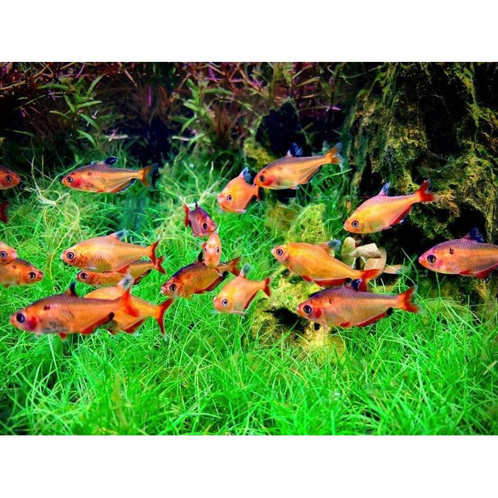 Megalamphodus Sweglesi - Rode Fantoomzalm