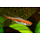 Microrasbora Rubescens - Rode Dwerg Rasbora