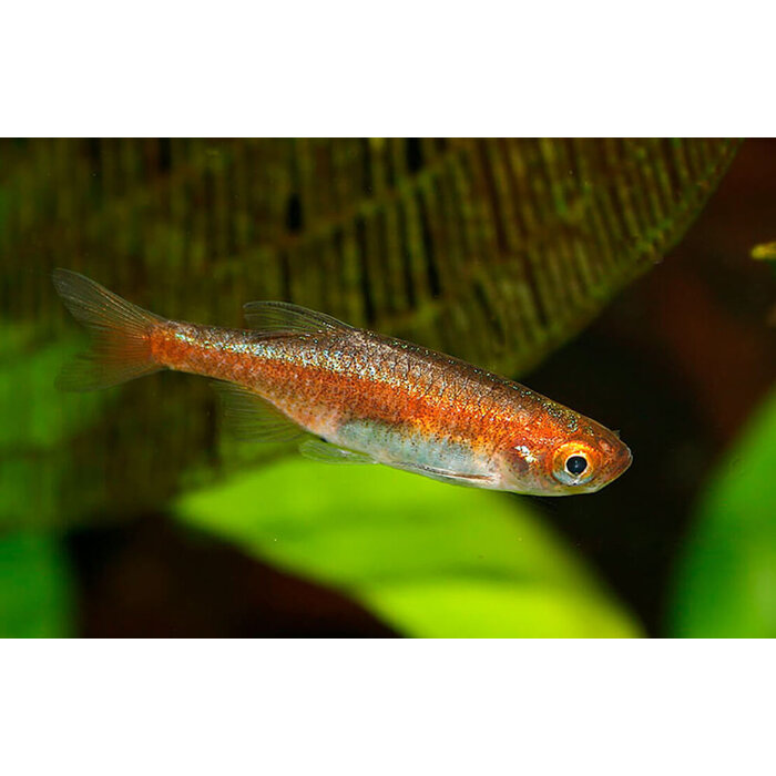 Microrasbora Rubescens - Rode Dwerg Rasbora