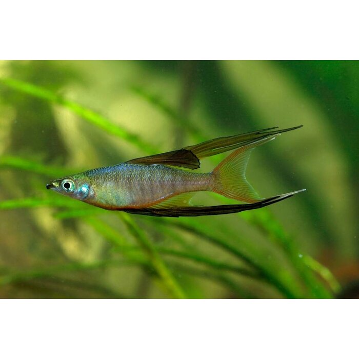 Iriatherina Werneri - Regenboogzalm Werneri