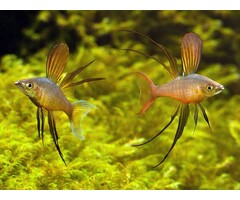 Iriatherina Werneri - Regenboogzalm Werneri