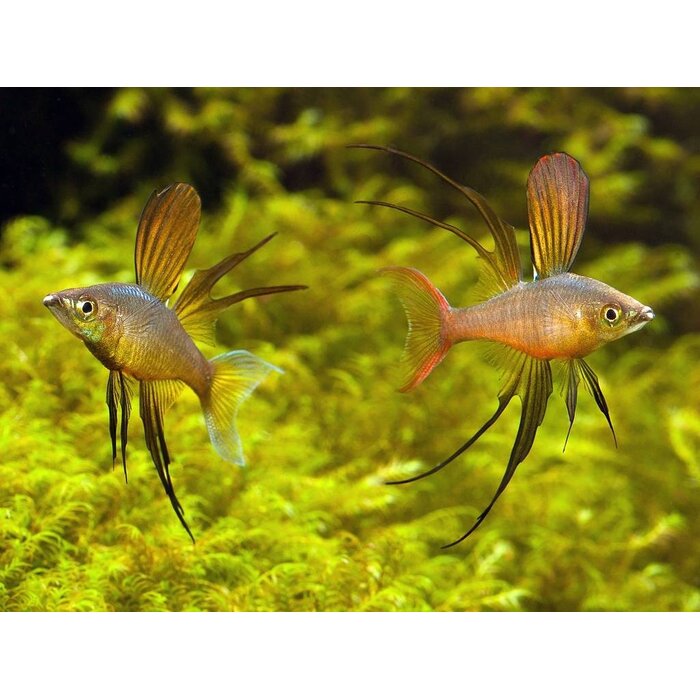 Iriatherina Werneri - Regenboogzalm Werneri