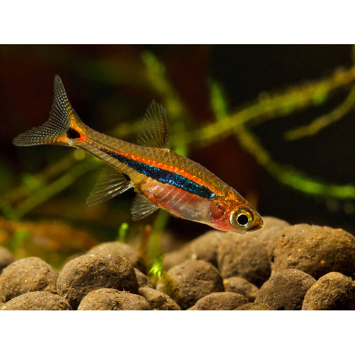 Rasbora Urophthalmoides - Glasrasbora