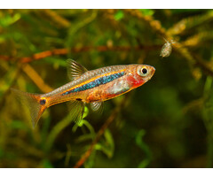 Rasbora Urophthalmoides - Glasrasbora