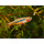 Rasbora Urophthalmoides - Glasrasbora