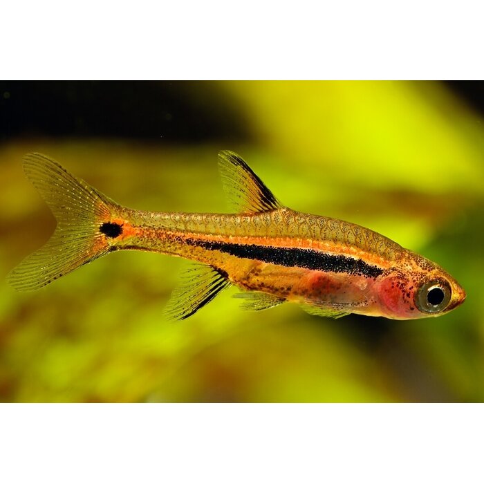 Rasbora Urophthalmoides - Glasrasbora
