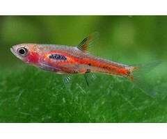 Boraras Merah - Rasbora Merah