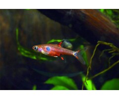 Boraras Maculatus - Rasbora Maculatus
