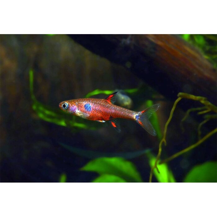 Boraras Maculatus - Rasbora Maculatus