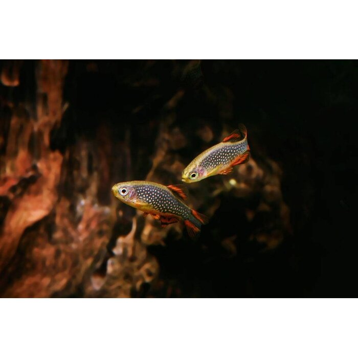 Danio Margaritatus - Rasbora Galaxy