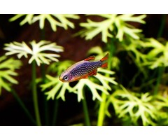 Danio Margaritatus - Rasbora Galaxy