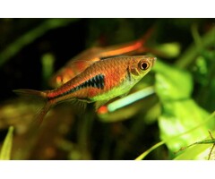Rasbora Espei