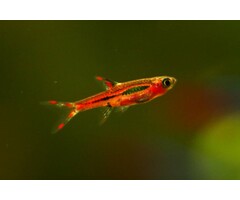 Boraras Brigittae - Rasbora Brigittae / Chili Rasbora