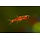 Boraras Brigittae - Rasbora Brigittae / Chili Rasbora