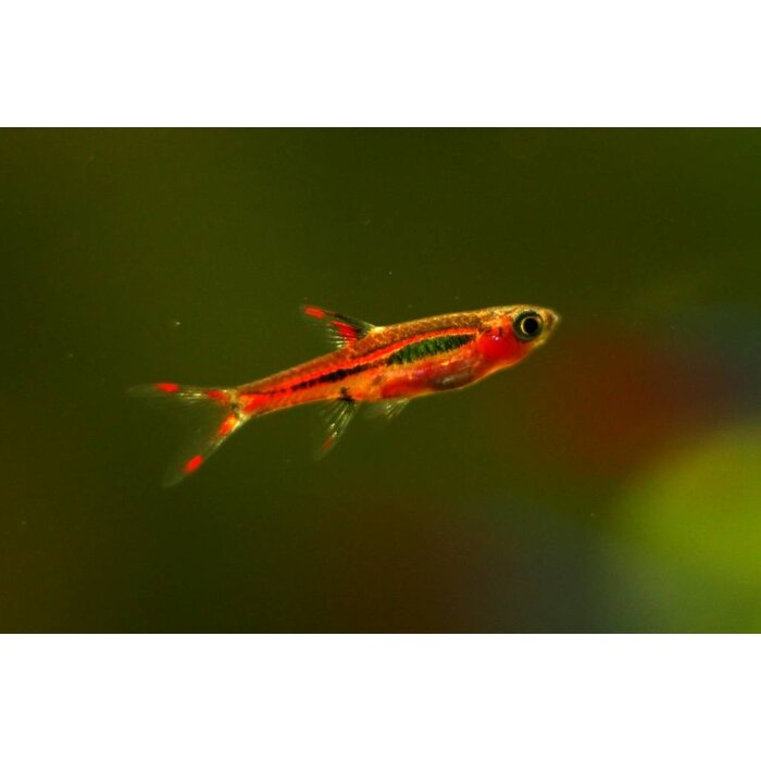 Boraras Brigittae - Rasbora Brigittae / Chili Rasbora