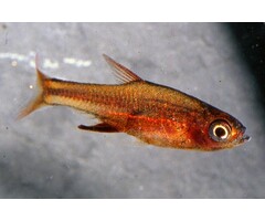 Sundadanio Axelrodi Red - Rasbora Axelrodi Red