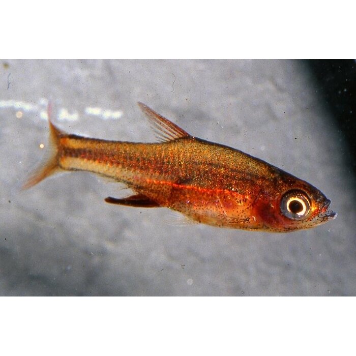 Sundadanio Axelrodi Red - Rasbora Axelrodi Red